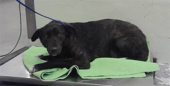 ELLA -  American Staffordshire Terrier and Mixed Breed Dog for Adoption in Houston, Texas - ELLA | PetCurious