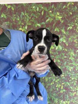 Rescue Labrador Retriever and Mixed Breed Dogs for Adoption in San Antonio, Texas - Marmite | PetCurious