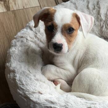 Smucker D69703 -  Australian Shepherd and Terrier Dog for Adoption in Minnetonka, Minnesota - Smucker D69703 | PetCurious