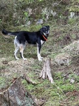 German Shepherd Dog Dogs Available for Adoption - Titan | PetCurious