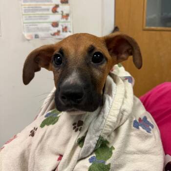 Carnie -  Mixed Breed Dog for Adoption in Charleston, West Virginia - Carnie | PetCurious