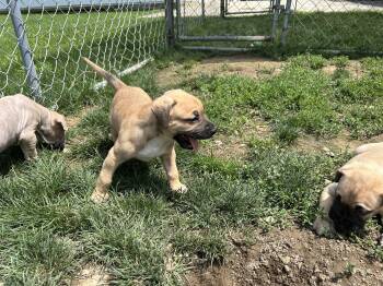 Cam -  Pit Bull Terrier Dog for Adoption in Stahlstown, Pennsylvania - Cam | PetCurious