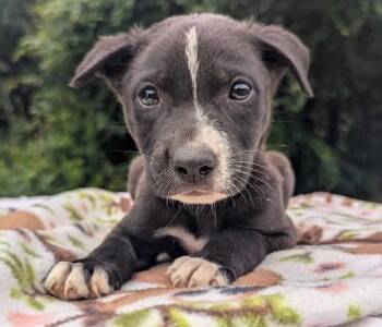 SCOUT -  German Shepherd Dog Dog for Adoption in Fosters, Alabama - SCOUT | PetCurious