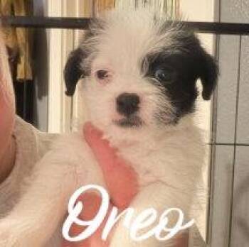 Boston Terrier Dogs Available for Adoption in Grafton, Wisconsin - Oreo | PetCurious