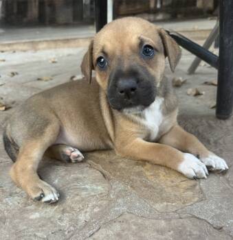 Rescue Shepherd and Mixed Breed Dogs for Adoption in Warr Acres, Oklahoma - Lollie | PetCurious