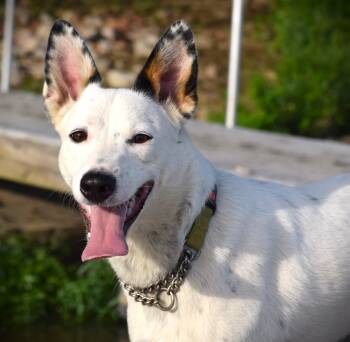 TIP softie-uncomplicated -  Border Collie and Australian Cattle Dog Blue Heeler Dog for Adoption in Rockport, Indiana - TIP Softie-uncomplicated | PetCurious
