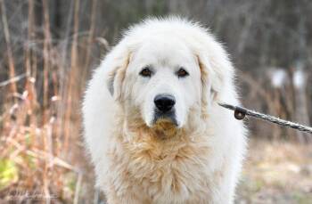 Great Pyrenees Dogs Available for Adoption - Baxter #22119 | PetCurious