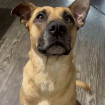 Black Mouth Cur Dogs Available for Adoption in Niagara Falls, Ontario - Marty (20260531-01) | PetCurious