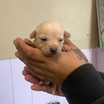 Poodle and Mixed Breed Dogs Available for Adoption in San Pablo, California - Fate | PetCurious