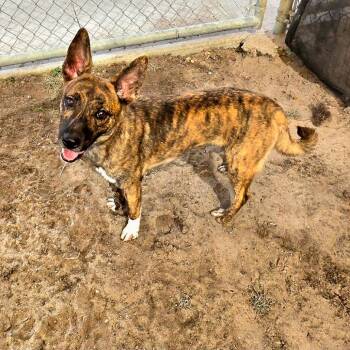 Sasha -  Mixed Breed Dog for Adoption in Lake Panasoffkee, Florida - Sasha | PetCurious