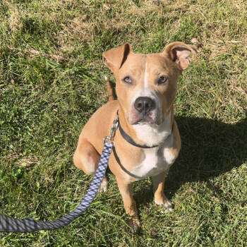 Rescue Mixed Breed Dogs for Adoption in Charleston, West Virginia - Rover Tover | PetCurious