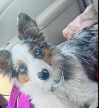Australian Shepherd Dogs Available for Adoption in Valley Park, Oklahoma - Patches | PetCurious