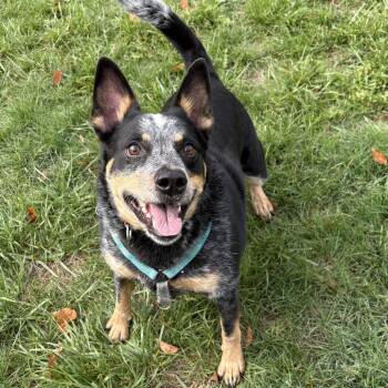 Rescue Australian Cattle Dog Blue Heeler Dogs for Adoption in South Burlington, Vermont - Hoss | PetCurious