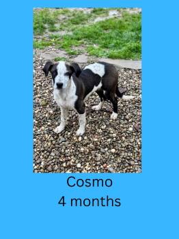 Mixed Breed Dogs Available for Adoption in Ravenna, Ohio - Cosmo | PetCurious