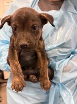 Timber -  Mixed Breed Dog for Adoption in Fresno, California - Timber | PetCurious
