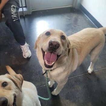 Mixed Breed Dogs Available for Adoption in Memphis, Tennessee - Matthew | PetCurious