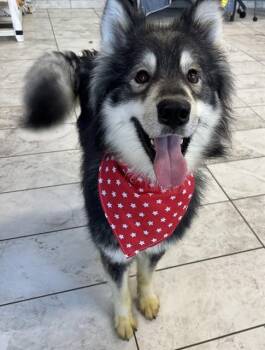 ASTA -  Siberian Husky Dog for Adoption in Kalamazoo, Michigan - ASTA | PetCurious