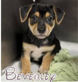 Beverly -  Entlebucher and Mixed Breed Dog for Adoption in Morton Grove, Illinois - Beverly | PetCurious