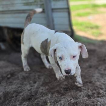 Periwinkle -  Mixed Breed Dog for Adoption in Hinesville, Georgia - Periwinkle | PetCurious