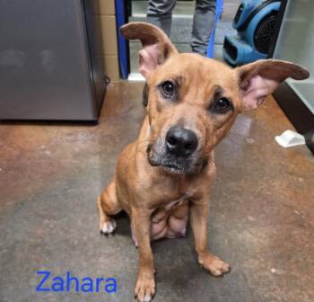 Black Mouth Cur and Pit Bull Terrier Dogs Available for Adoption in Rockaway, New Jersey - Zahara Louisiana | PetCurious