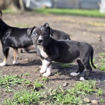 Pit Bull Terrier Dogs Available for Adoption - Meg | PetCurious