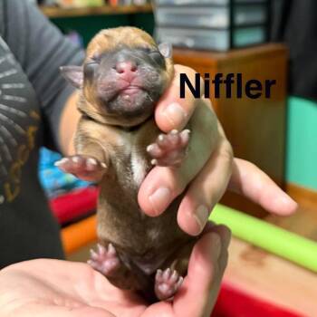 Niffler. -  Mixed Breed Dog for Adoption in Spring Hill, Kansas - Niffler. | PetCurious