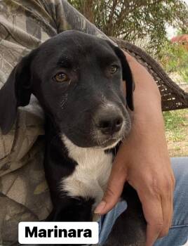 Rescue German Shorthaired Pointer Dogs for Adoption in Griswold, Connecticut - Marinara | PetCurious