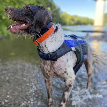 Rescue German Wirehaired Pointer Dogs for Adoption in Santa Rosa, California - Copper (Nottingham, Maryland) | PetCurious