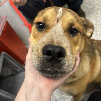 Buddy -  English Bulldog and Mixed Breed Dog for Adoption in Birmingham, Alabama - Buddy | PetCurious
