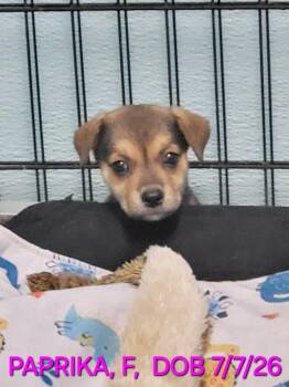 Paprika -  Beagle and Labrador Retriever Dog for Adoption in Sarasota, Florida - Paprika | PetCurious