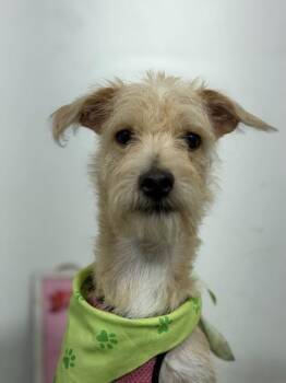 Peanut-One of our Amazing Rescue Dogs -  Schnauzer and Norwich Terrier Dog for Adoption in Carlsbad, California - Peanut-One Of Our Amazing Rescue Dogs | PetCurious