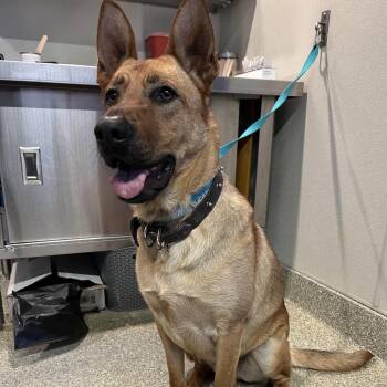Sergeant -  German Shepherd Dog Dog for Adoption in San Gabriel, California - Sergeant | PetCurious