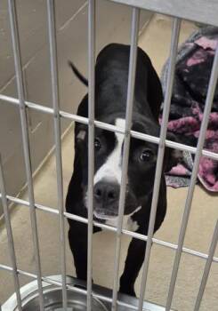 STRAWBERRY MOON -  Labrador Retriever Dog for Adoption in Decatur, Illinois - STRAWBERRY MOON | PetCurious