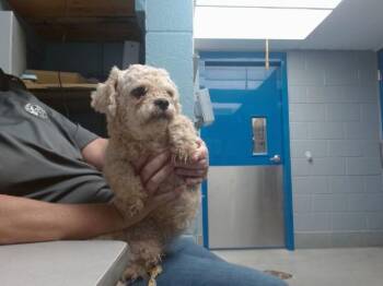 MILO -  Poodle and Mixed Breed Dog for Adoption in Albuquerque, New Mexico - MILO | PetCurious