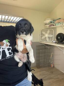 Spooky -  Labrador Retriever and Terrier Dog for Adoption in San Diego, California - Spooky | PetCurious