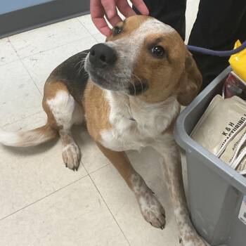 Coonhound and Mixed Breed Dogs Available for Adoption - Noodles | PetCurious