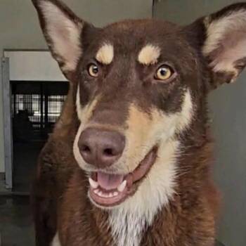 Daisy -  Siberian Husky and Australian Kelpie Dog for Adoption in Naperville, Illinois - Daisy | PetCurious