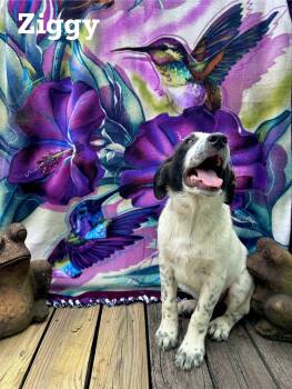 Rescue Anatolian Shepherd and Great Pyrenees Dogs for Adoption in Spring, Texas - Ziggy | PetCurious
