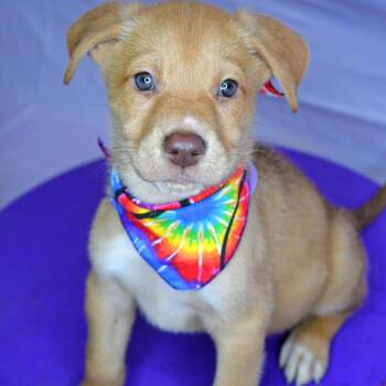 Husky Dogs Available for Adoption in Beaumont, Texas - Nutmeg | PetCurious