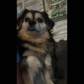 Oreo -  Shih Tzu and Cavalier King Charles Spaniel Dog for Adoption in Rochester, New York - Oreo | PetCurious