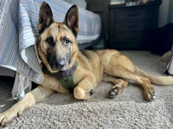 Rescue German Shepherd Dog Dogs for Adoption in Santa Monica, California - Tofu | PetCurious