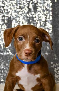 Sunny -  Dachshund and Pit Bull Terrier Dog for Adoption in Yakima, Washington - Sunny | PetCurious