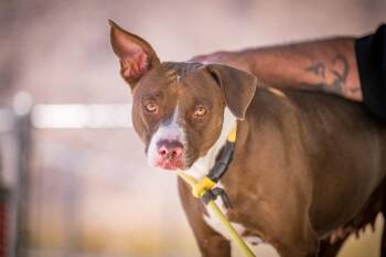 Holly -  Pit Bull Terrier Dog for Adoption in Twentynine Palms, California - Holly | PetCurious