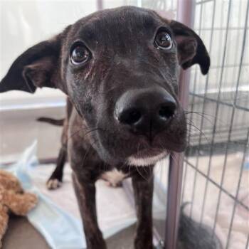 Sally -  Mixed Breed Dog for Adoption in Bentonville, Arkansas - Sally | PetCurious