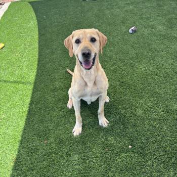 Chip -  Yellow Labrador Retriever Dog for Adoption in Washington, Utah - Chip | PetCurious