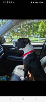 Pit Bull Terrier Dogs Available for Adoption in Lewis Center, Ohio - Francine | PetCurious