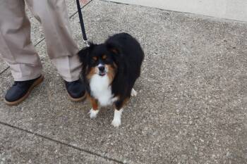 Bella - Mini Aussie -  Australian Shepherd Dog for Adoption in Goshen, Kentucky - Bella - Mini Aussie | PetCurious