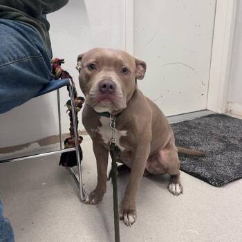 Maia -  Pit Bull Terrier Dog for Adoption in Belfair, Washington - Maia | PetCurious