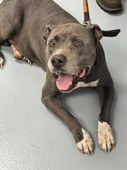 LUCKY -  Pit Bull Terrier Dog for Adoption in St. Cloud, Florida - LUCKY | PetCurious