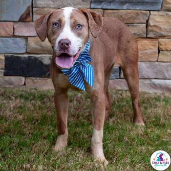 Rescue Mixed Breed Dogs for Adoption in Huntsville, Alabama - Azalea | PetCurious